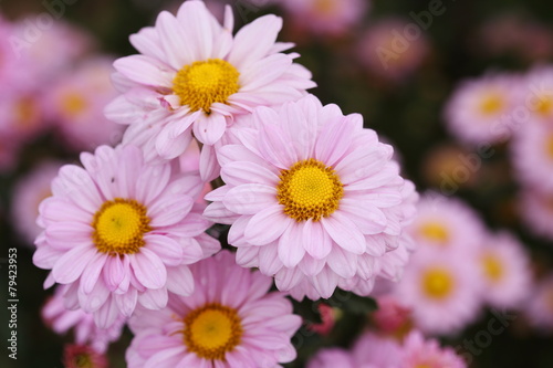 beautiful Chrysanthemum flower blooming