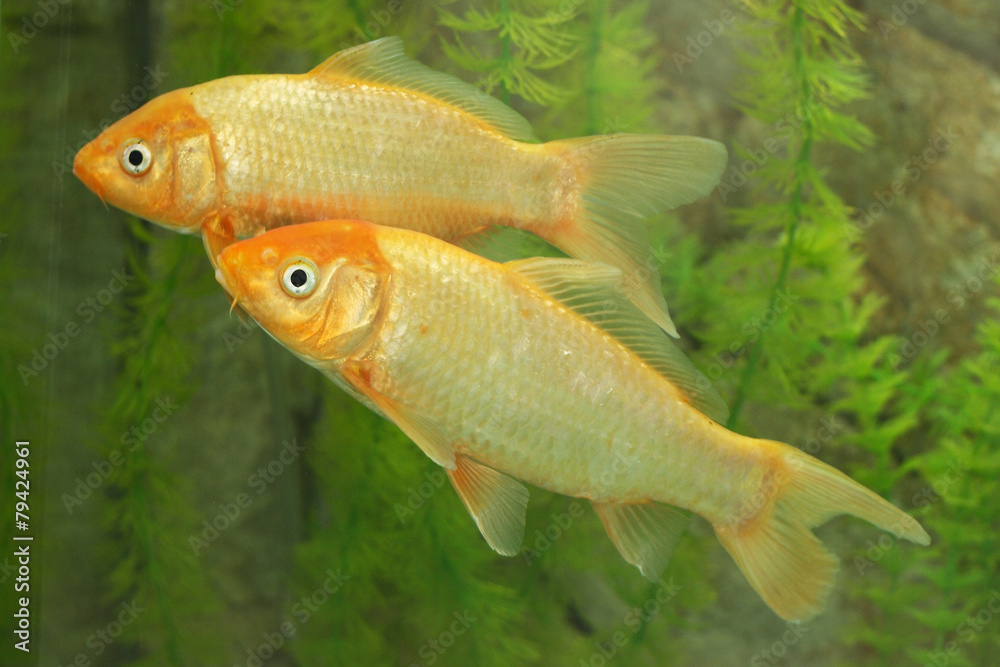 Fish Fish