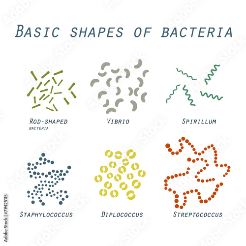 Illustration of basic shapes of bacteria in flat design