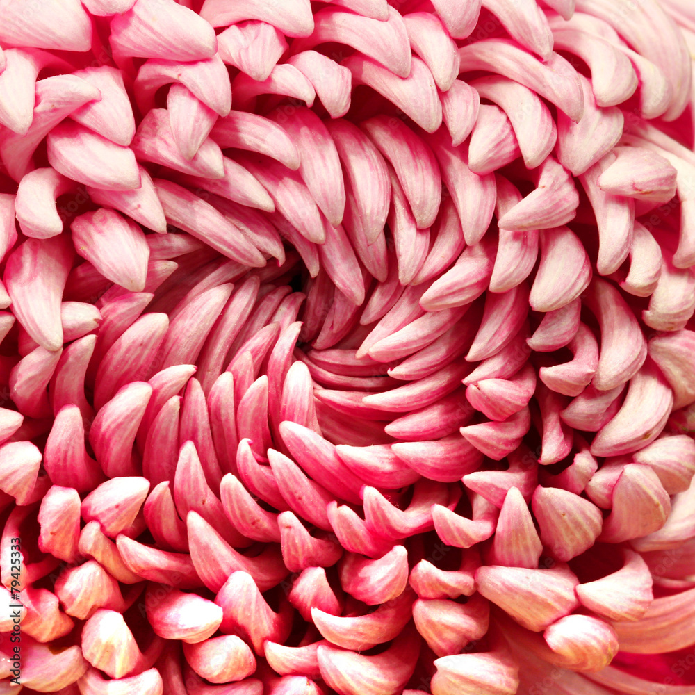 close up flower shop in market close up flower shop in market