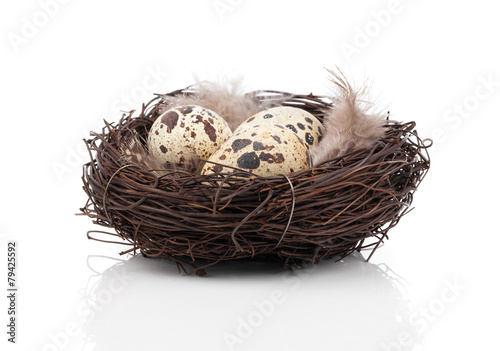 quail eggs in nest isolated on white