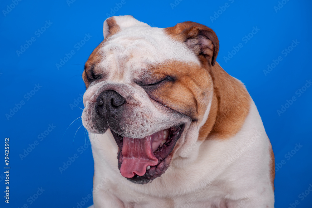 Fototapeta premium English bulldog yawning