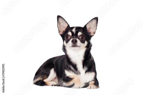 Chihuahua, 2 years old, on the white background