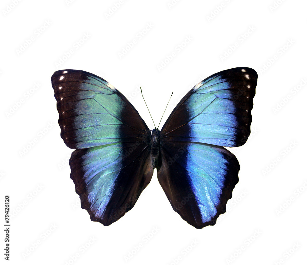 colorful butterfly isolated on white colorful butterfly isolated on white