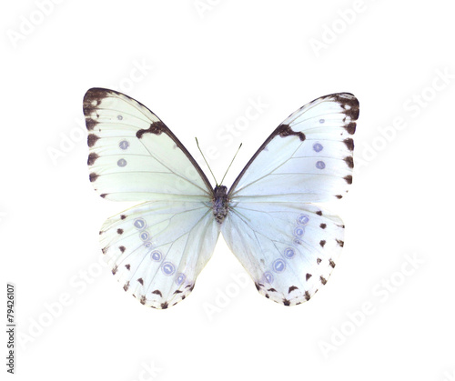 colorful butterfly isolated on white