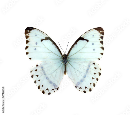 colorful butterfly isolated on white © Auttapon Moonsawad