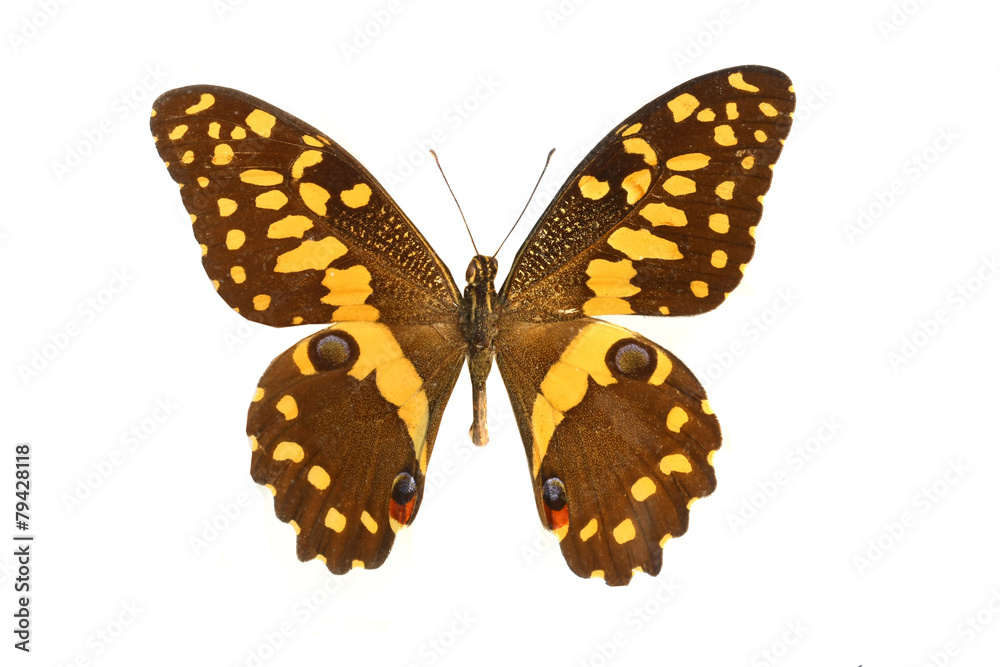 Fototapeta premium colorful butterfly isolated on white