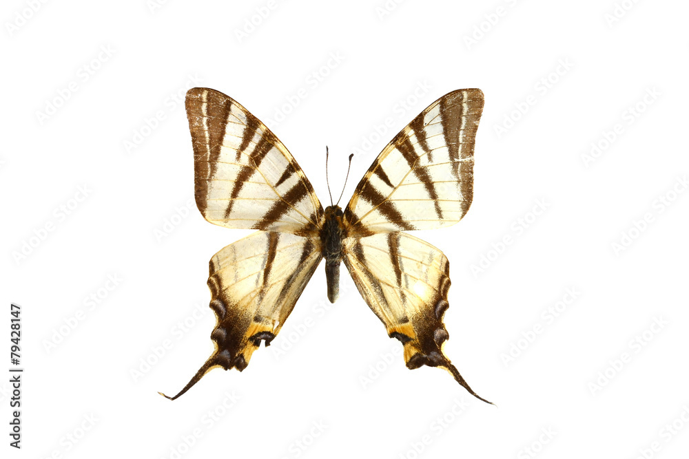 Obraz premium colorful butterfly isolated on white