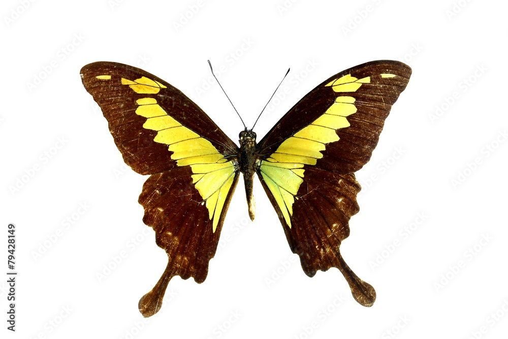 Fototapeta premium colorful butterfly isolated on white