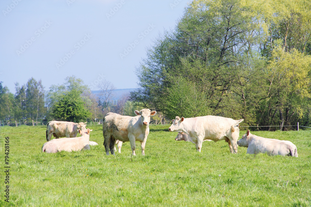 Fototapeta premium Normandy cows on pasture
