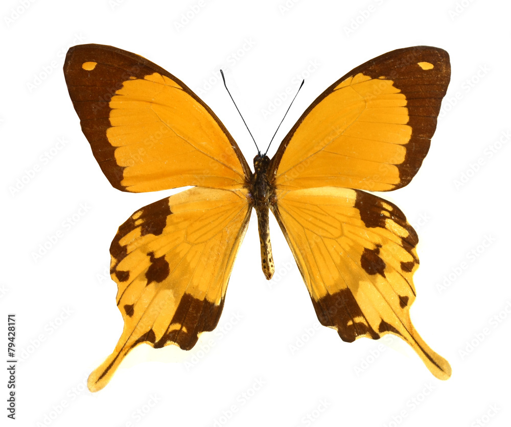Fototapeta premium colorful butterfly isolated on white