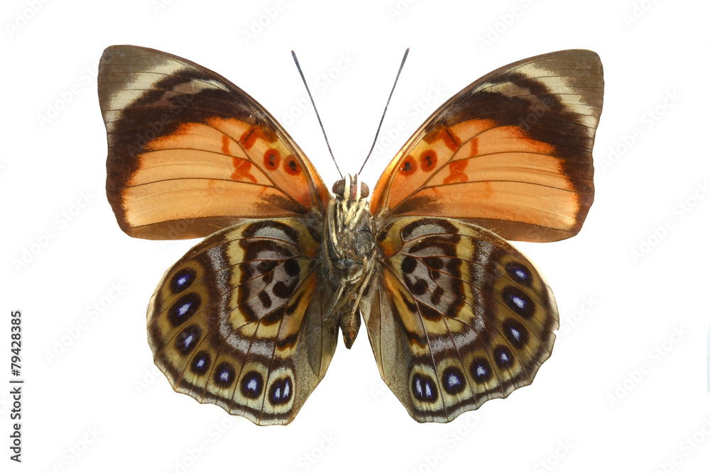 Fototapeta premium colorful butterfly isolated on white