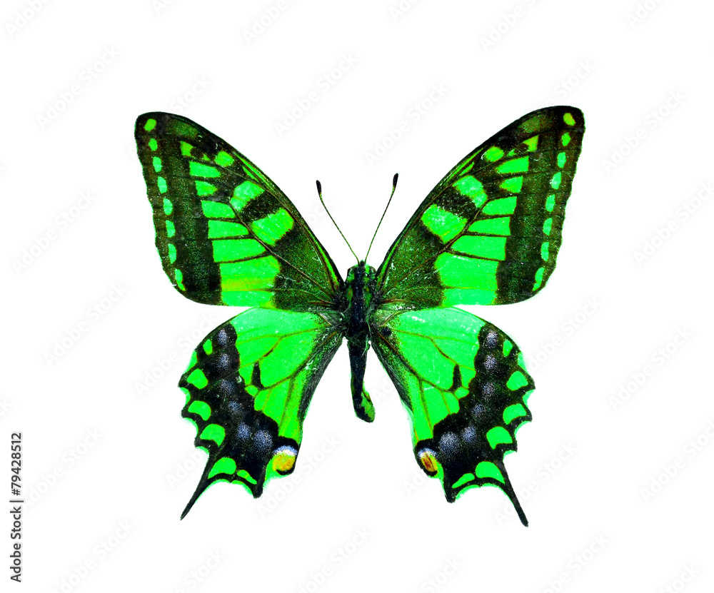 colorful butterfly isolated on white colorful butterfly isolated on white