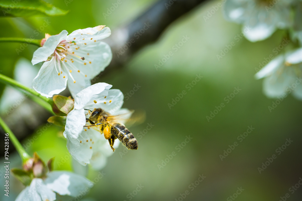 Honey bee in flight approaching blossoming cherry tree Honey bee in flight approaching blossoming cherry tree