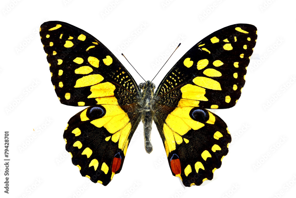 Obraz premium colorful butterfly isolated on white