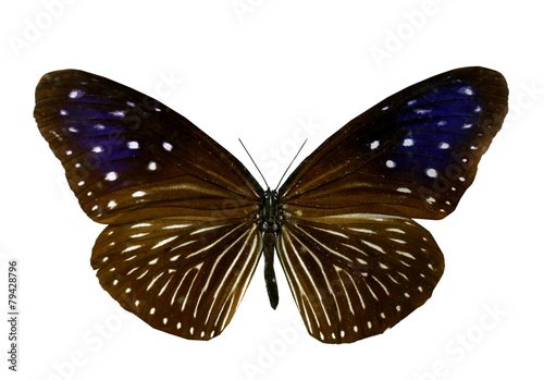 colorful butterfly isolated on white
