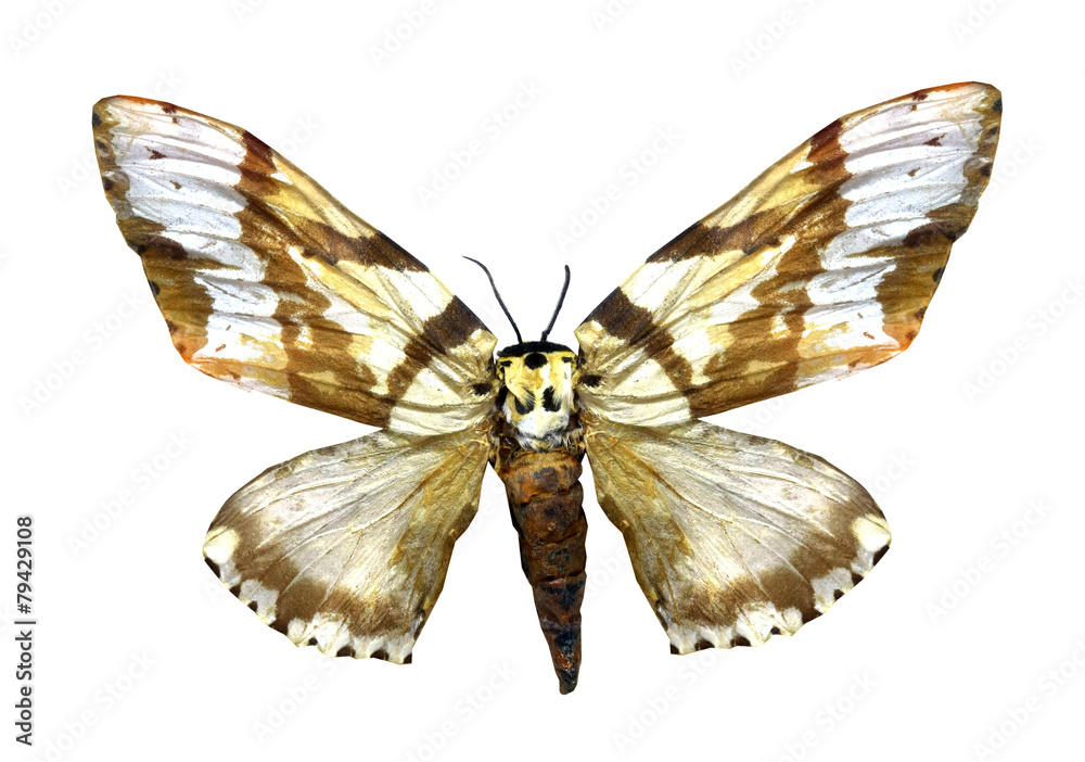 Obraz premium colorful butterfly isolated on white