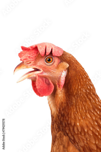 head of chicken hen shock and funny surprising isolated white ba