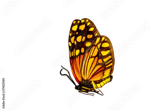 colorful butterfly isolated on white photo