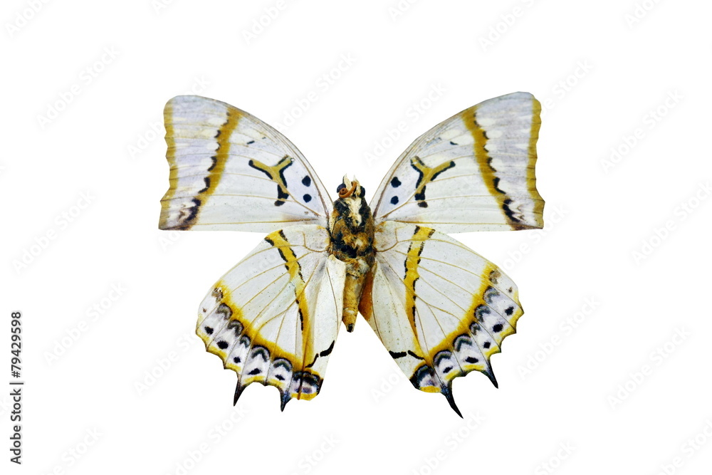 Obraz premium colorful butterfly isolated on white