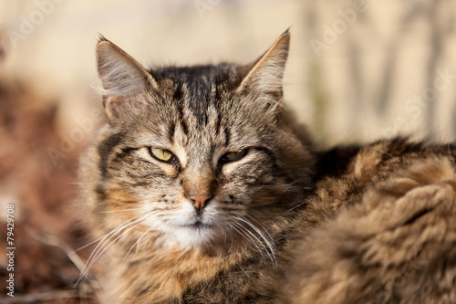 Fototapeta Naklejka Na Ścianę i Meble -  chat tigré main coon