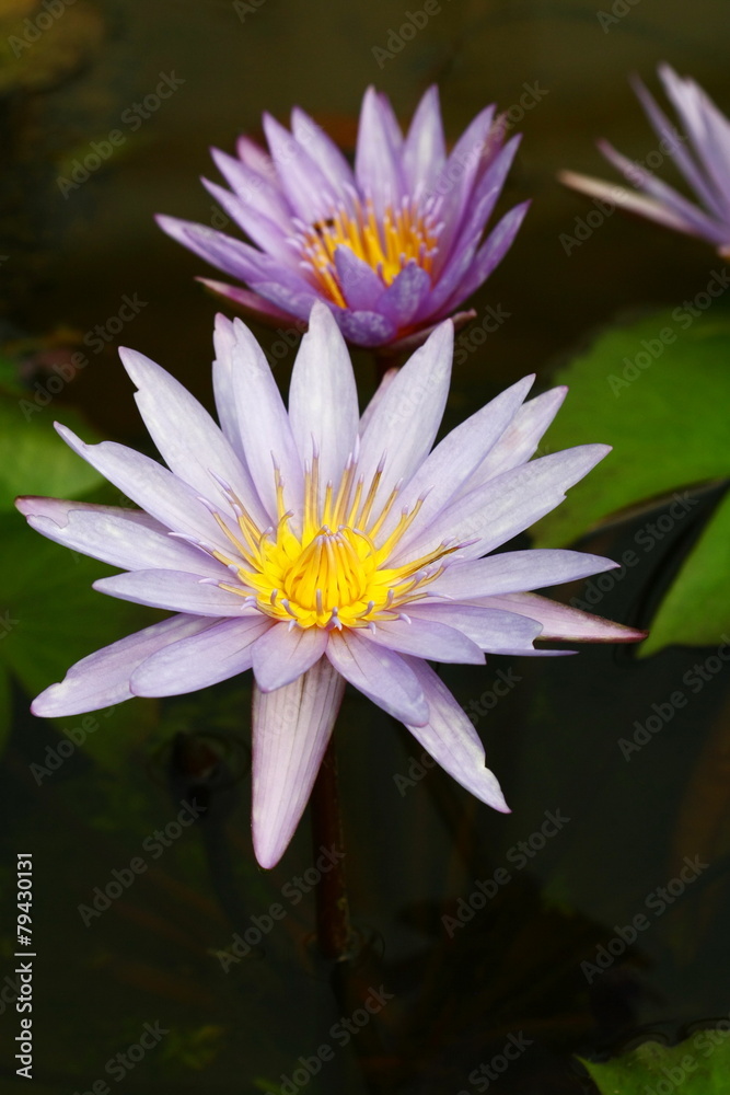 beautiful pink waterlily or lotus flower in pond beautiful pink waterlily or lotus flower in pond