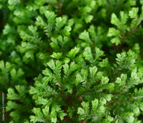 close up macro fern and moss