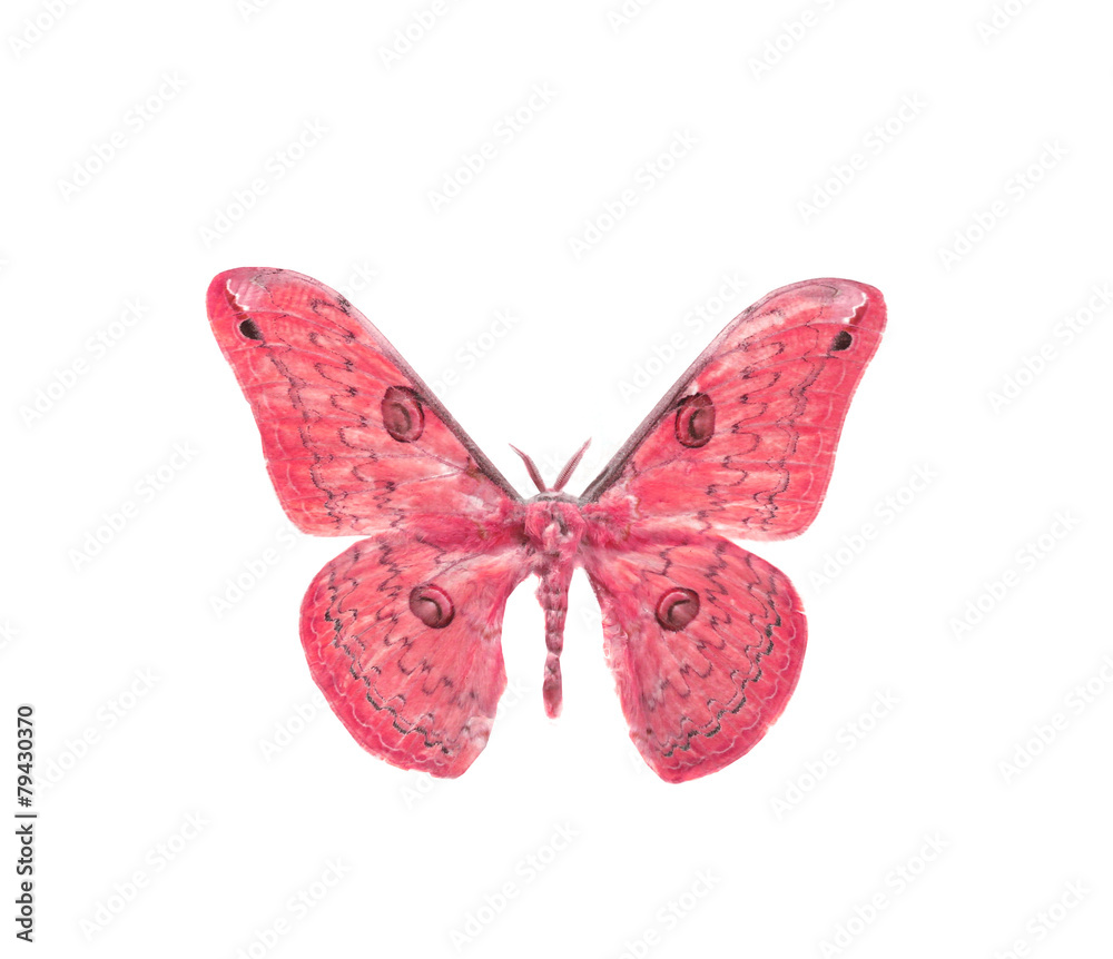 Obraz premium colorful butterfly isolated on white