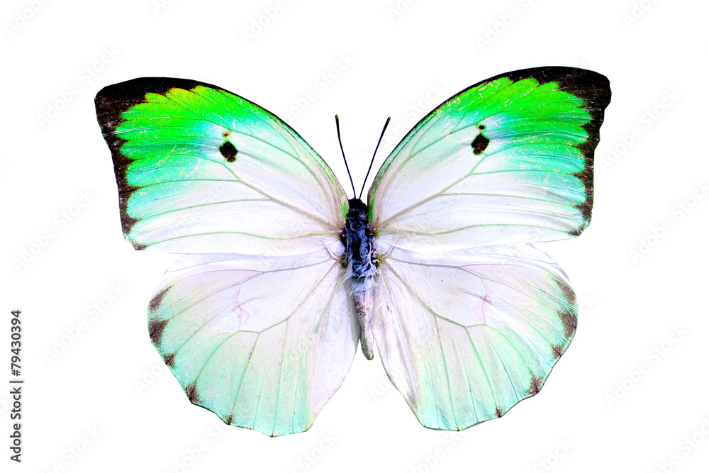 Obraz premium colorful butterfly isolated on white