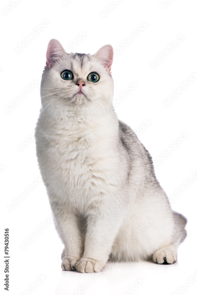 british shorthair kitten sitting on white