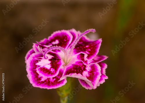 closeup from a magenta carnation in a garden in Greece