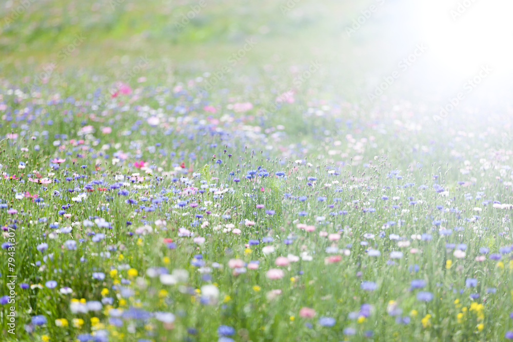 flower meadow