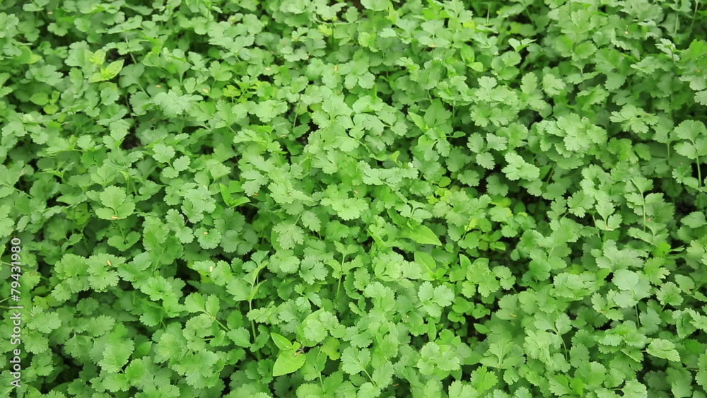Green coriander in growth at vegetable garden Green coriander in growth at vegetable garden