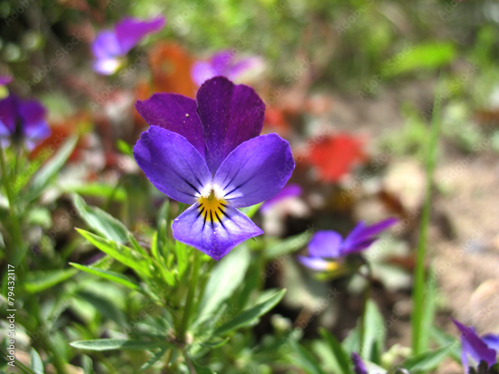 blue flowers