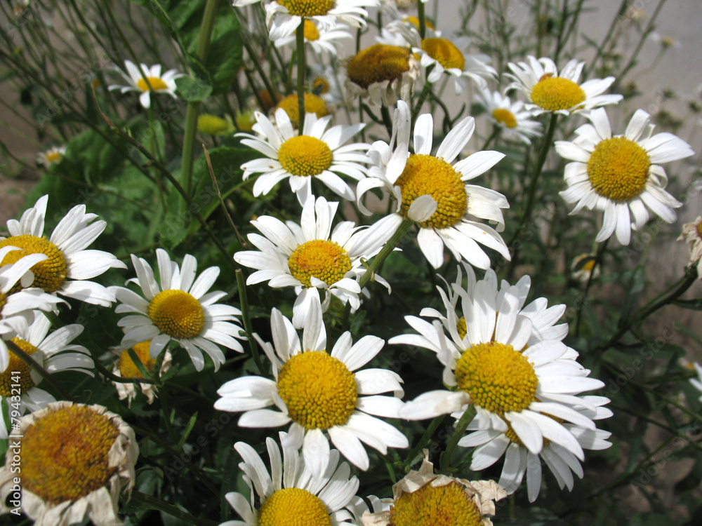 camomile camomile