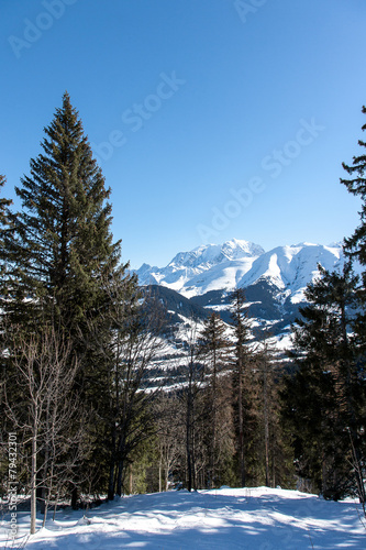 Epicea devant le Mont-Blanc