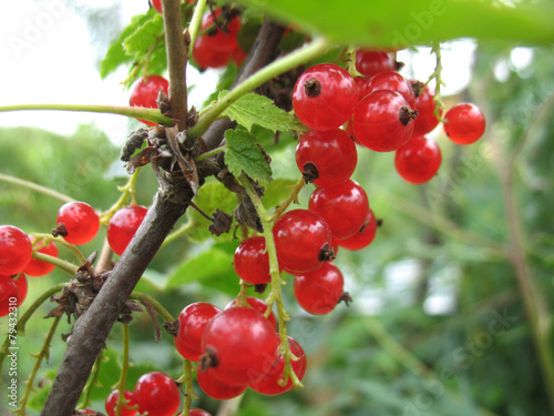 red currant photo