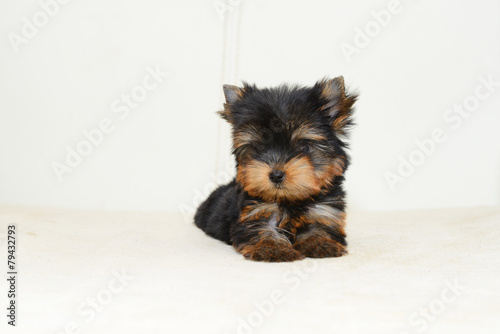 Yorkshire Terrier Puppy photo