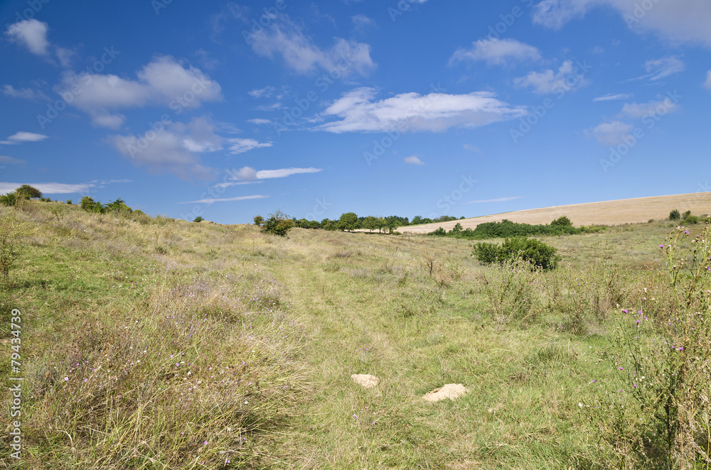 Obraz premium Sunny Blue Sky, Meadow and a tree near the village Katselovo