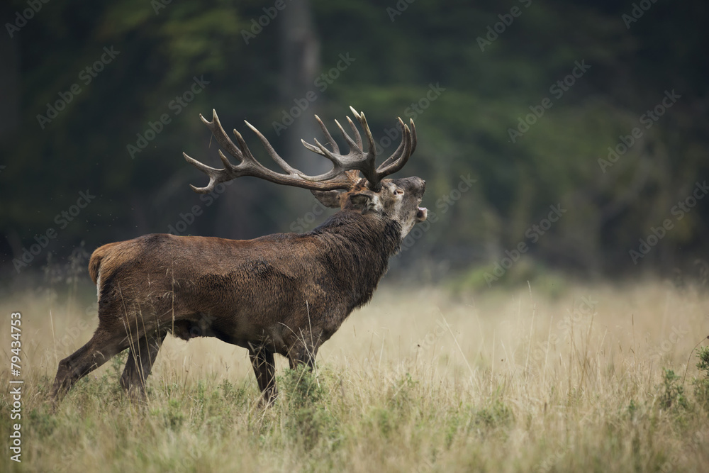 Red deer during the rut season