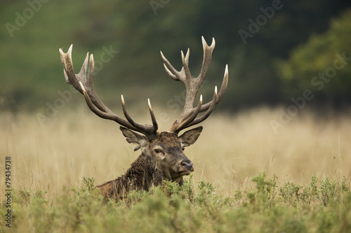 Red deer during the rut season