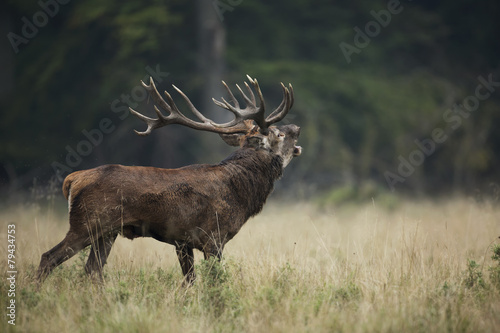 Red deer during the rut season photo