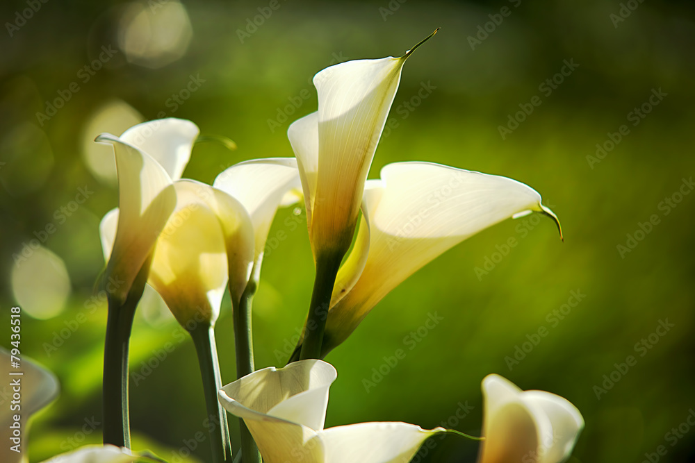 Obraz premium White Calla Lilies