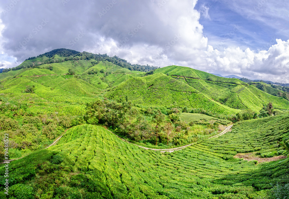 Tea plantation,Cameron Highlands