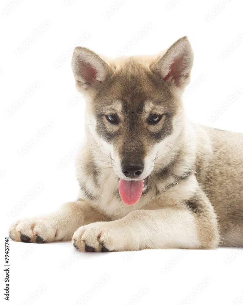 Siberian Husky is isolated on a white background, close-up