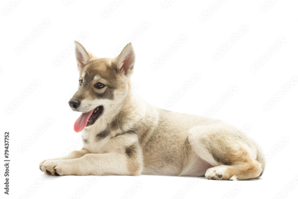 Siberian Husky is isolated on a white background, side view