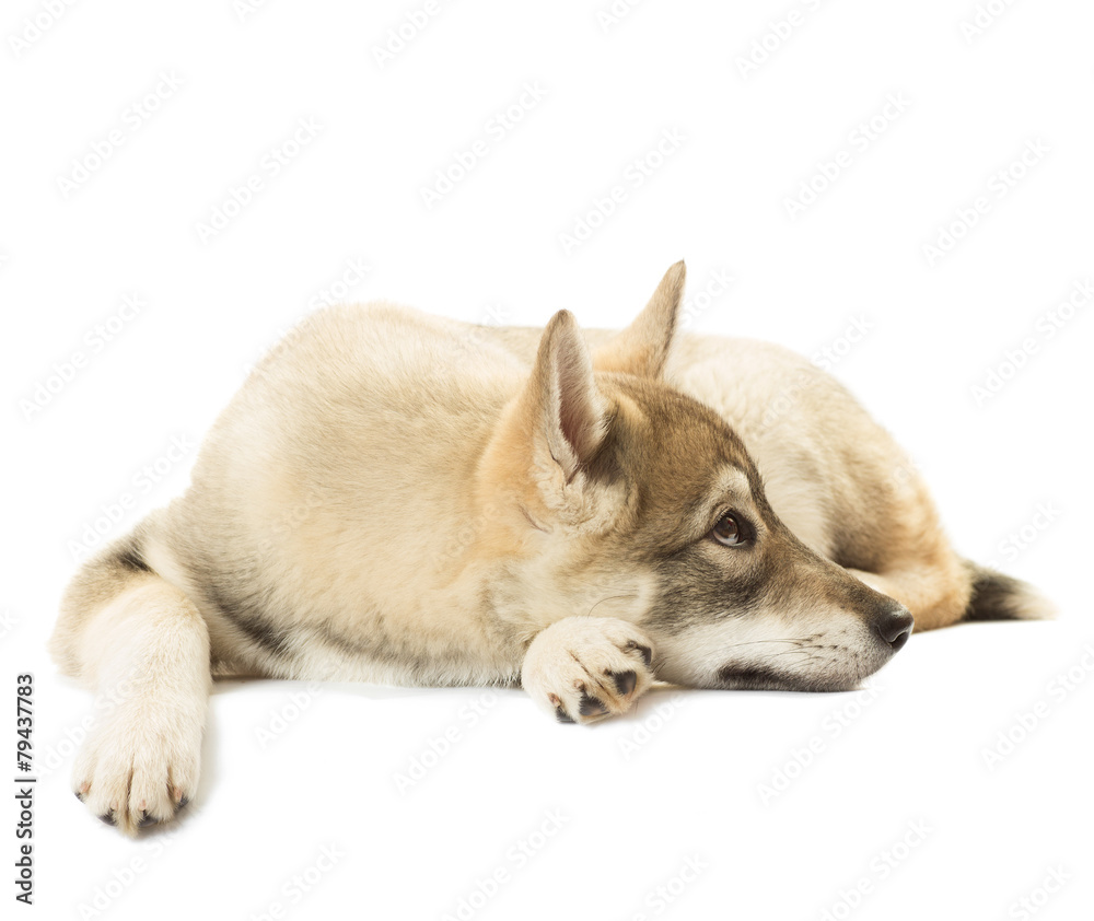 sad Siberian Husky lies on a white background isolated