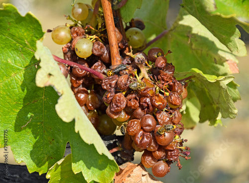 Quadro em tela Grapes for making the famous Hungarian Tokaji Aszu