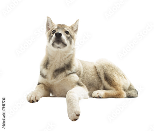 proud Siberian Husky lies on a white background isolated