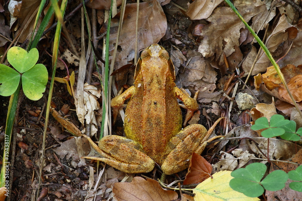 Obraz premium Laubfrosch im Wald